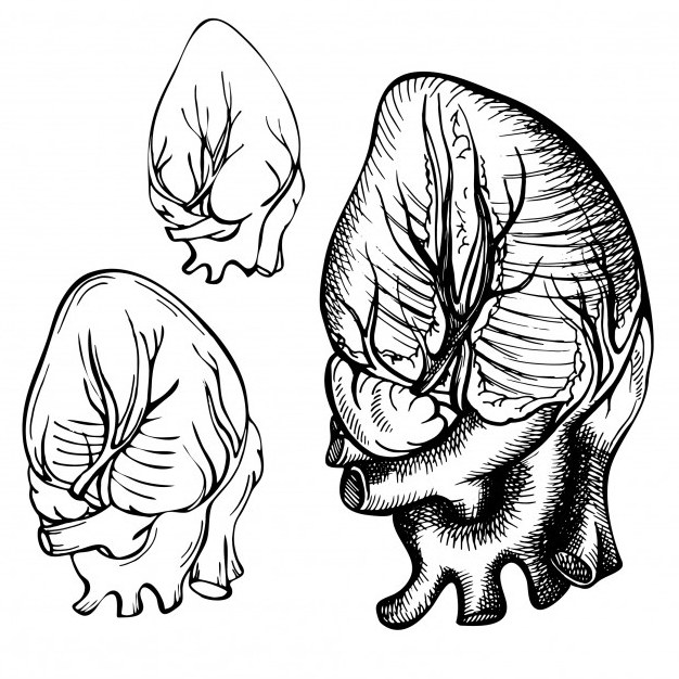 Studio anatomico del cuore