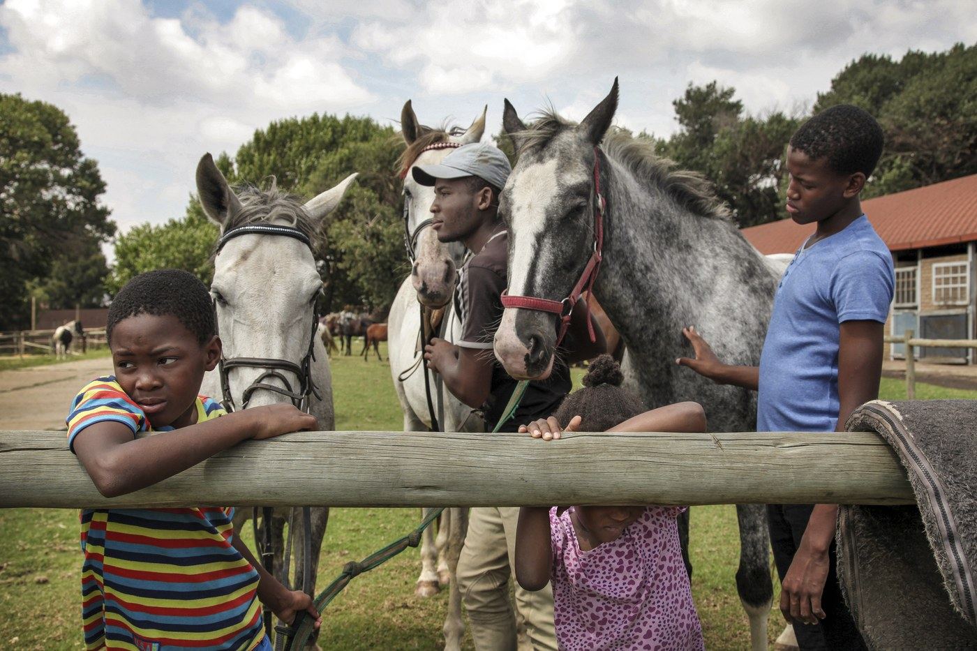 South Africa horses