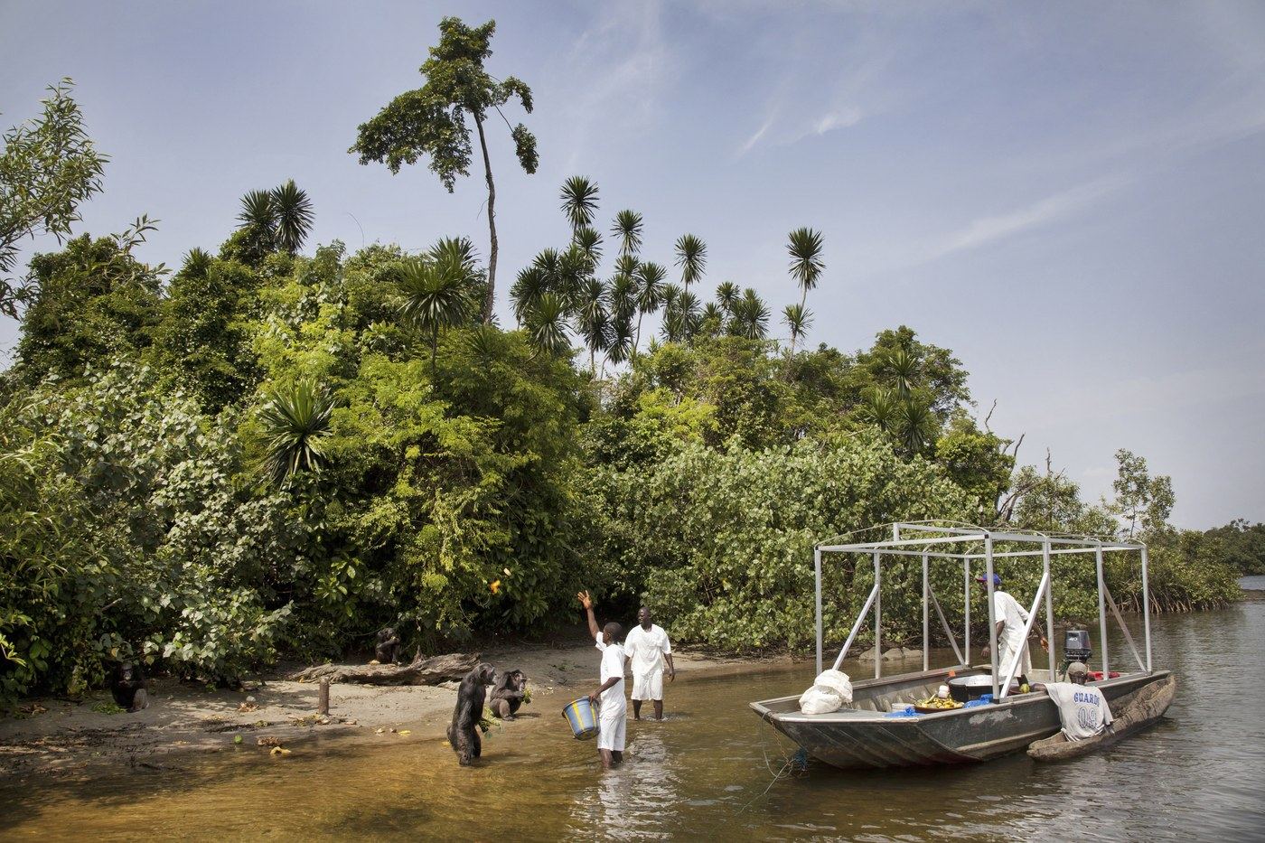 Chimpanzee island